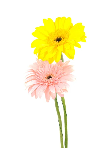 Gerbera różowy i żółty — Zdjęcie stockowe
