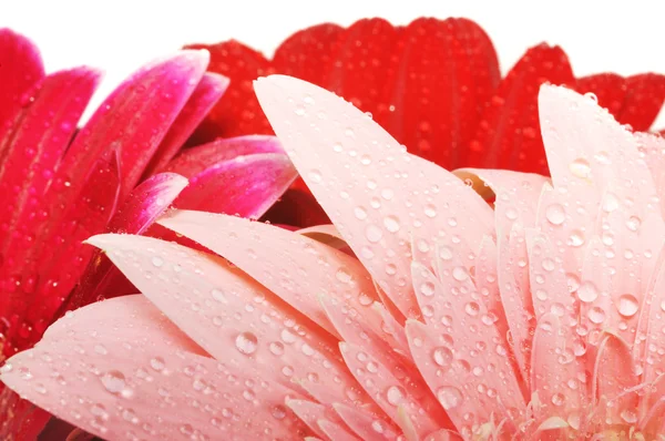กลีบดอกไม้ Gerber เปียก — ภาพถ่ายสต็อก