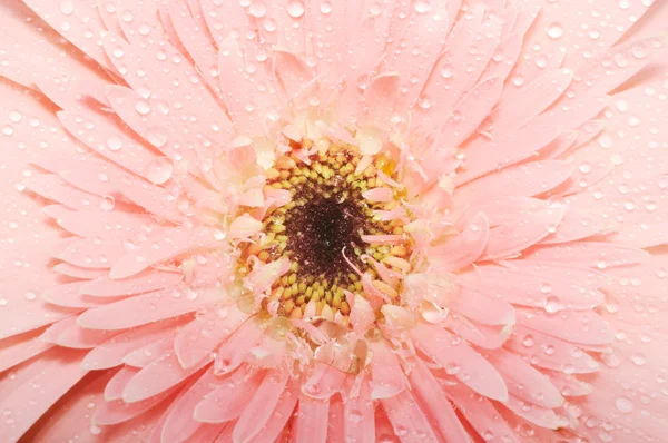 Rózsaszín gerbera — Stock Fotó