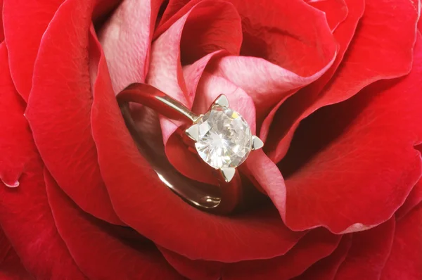 红玫瑰与钻石戒指 — 图库照片