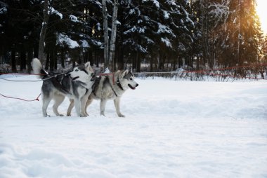 Köpekler (husky) bir arka plan günbatımı üzerinde bir takım