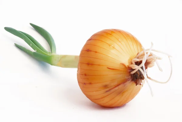 Onions with sprouts on a white background — Stock Photo, Image