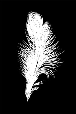 Feather clipart