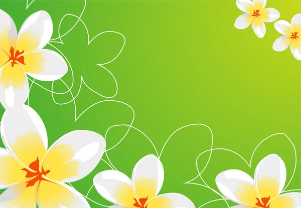 Vacker Blommig Vektor Bakgrund Vita Blommor Grön — Stock vektor