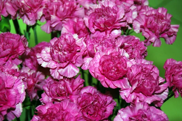 stock image Bouquet of purple flowers