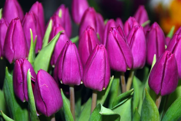 紫のチューリップの花束 — ストック写真