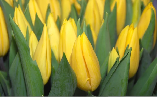 Sárga tulipáncsokor Stock Kép
