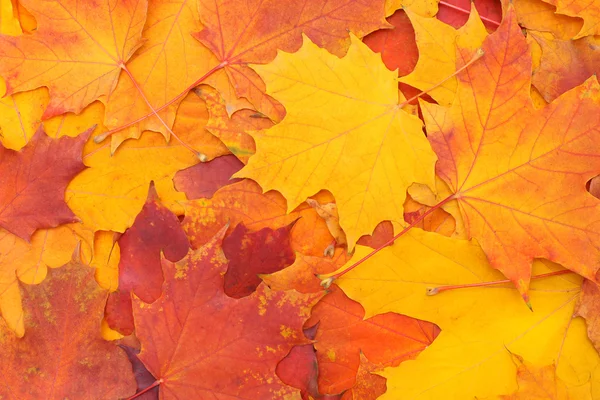 Closeup podzimní pozadí - světlé barevné listí — Stock fotografie