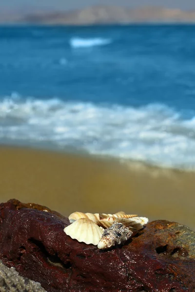 Морская раковина с океаном и пляжем — стоковое фото