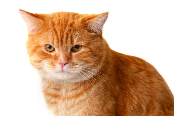 흰 배경에 고립된 붉은 고양이 — 스톡 사진