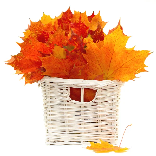Barevné listí - podzimní uspořádání izolovaných na bílém — Stock fotografie