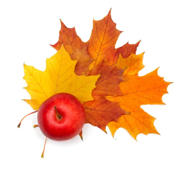 Decoración de otoño - hermosa hoja de arce y manzana roja aislada — Foto de Stock