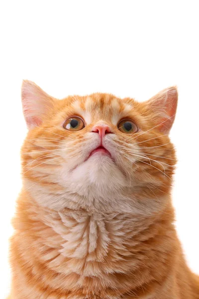 Hermoso gato sorpresa mirando hacia arriba — Foto de Stock