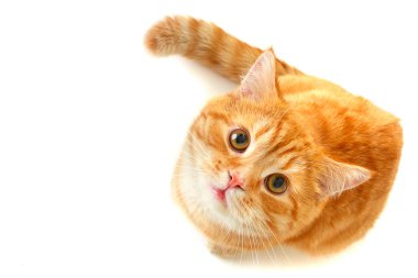 Cat looking up - isolated on white clipart