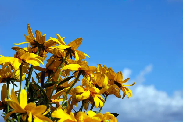 Beautiful flower against blue sky — Stock Photo, Image