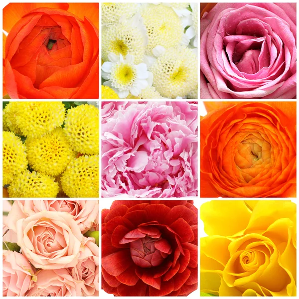 Colagem de flores bonitas — Fotografia de Stock