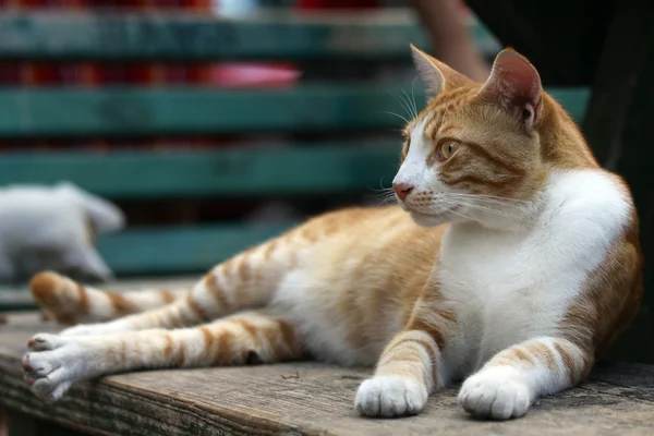 Pretty cat lying outdoors — Stock Photo, Image