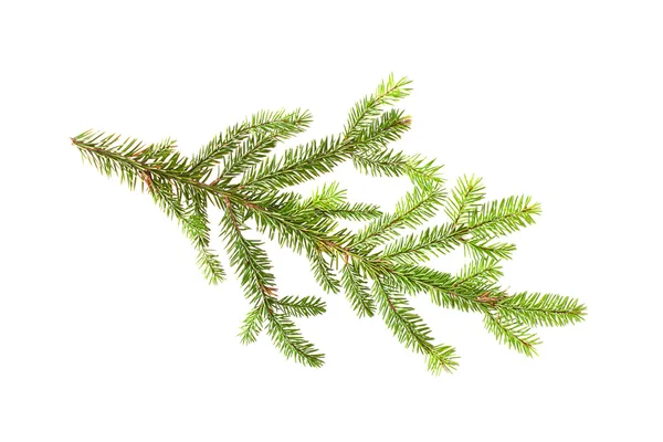 Fir branch isolated on white — Stock Photo, Image