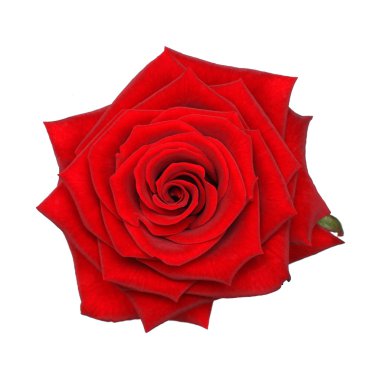 Red rose - top view clipart