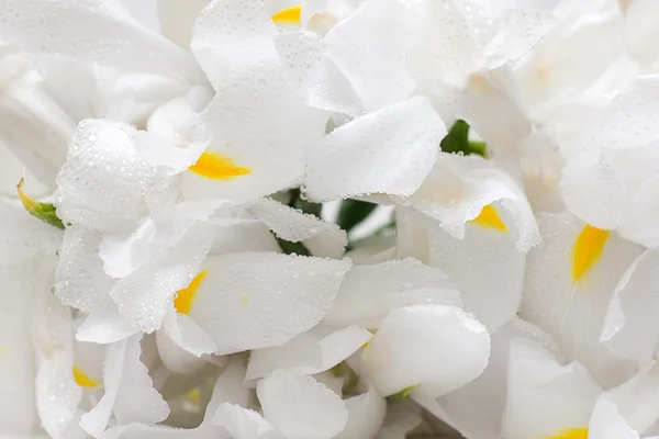 Białe tło kwiatowy - irys kwiat z kropli rosy — Zdjęcie stockowe