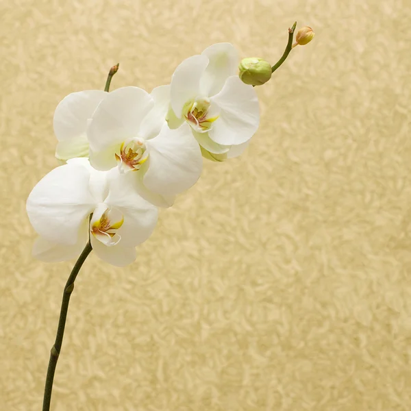 Hvit orkideen om gammel gullbakgrunn – stockfoto