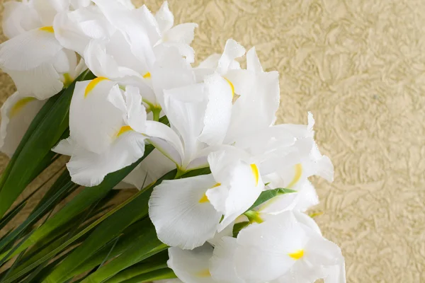 Iris blommor på vintage guld bakgrund — Stockfoto