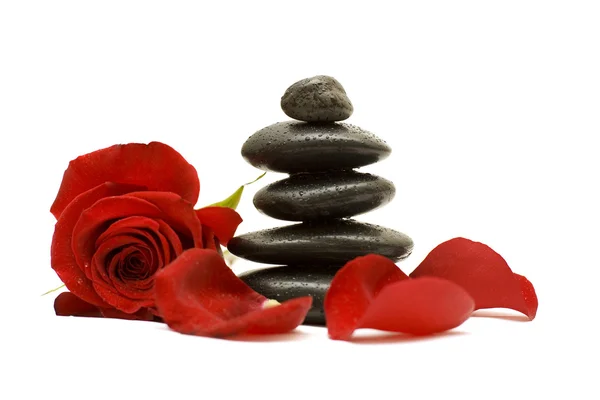 Flor vermelha e pedras negras isoladas — Fotografia de Stock