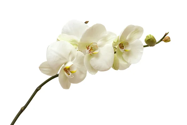 Weiße Orchidee isoliert — Stockfoto