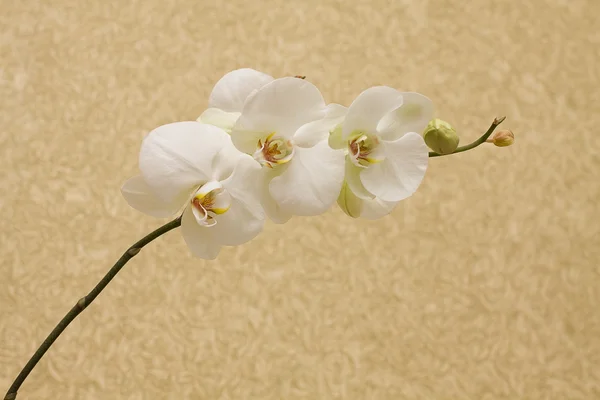 Orquídeas ramificadas no fundo vintage — Fotografia de Stock