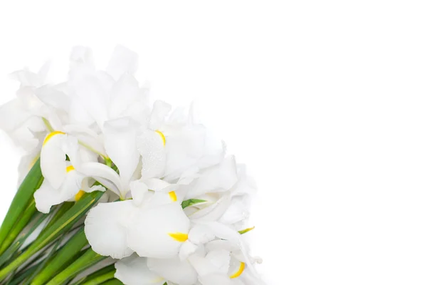 Fond floral blanc avec des fleurs d'iris isolé pour blanc — Photo