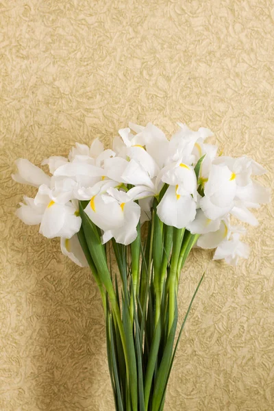 Iris fleurs sur fond — Photo