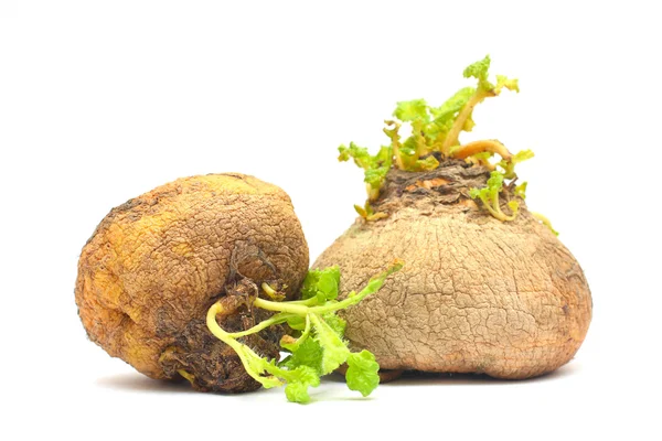 Organic food - two natural turnip. Crop storage — Stock Photo, Image