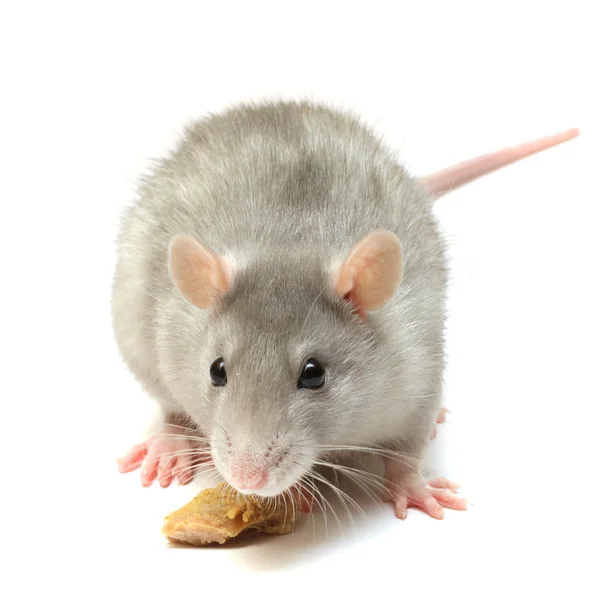 흰색 배경에 고립 된 재미 있는 쥐 클로즈업 — 스톡 사진