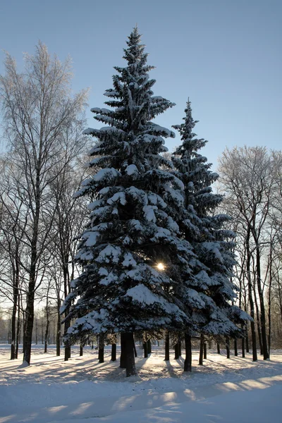 stock image Winter spruce trees covered by snow