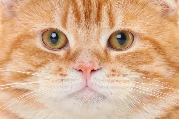 Vörös macska szembenéz zár-megjelöl — Stock Fotó