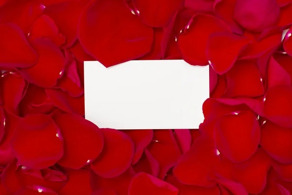 Rote Rosen und weißes Papier — Stockfoto