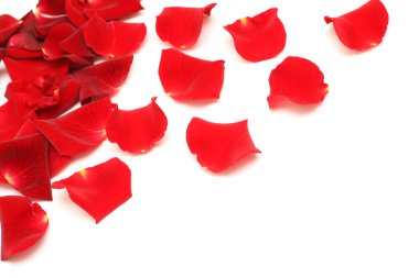 Red rose petals on white clipart