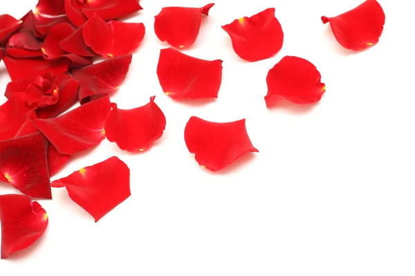 Röda rosenblad på vit — Stockfoto