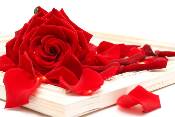红玫瑰和白色上孤立的老式木制框架 — 图库照片