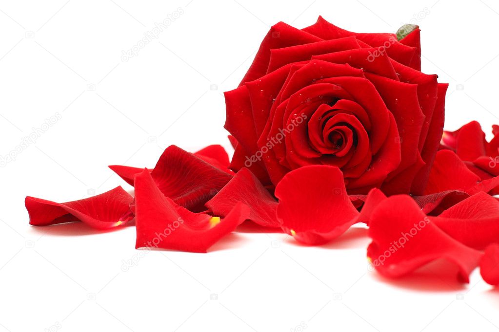 Red rose and rose petals on white