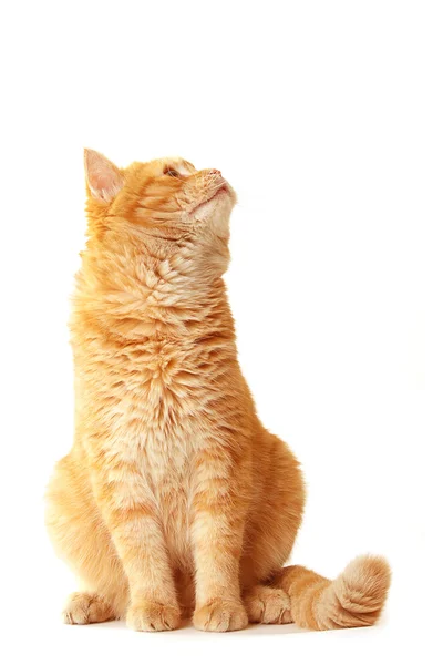 Verspielte Katze wartet - isoliert auf weiß — Stockfoto