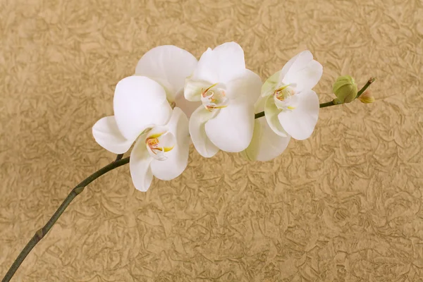 Utsmyckade bakgrund med vit orhids — Stockfoto