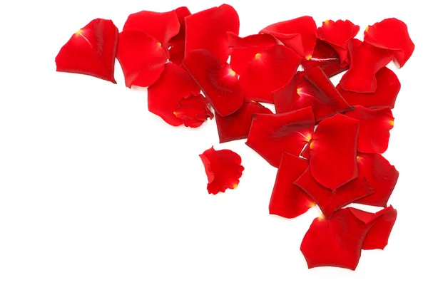 Red Rose Petals Isolated White Background — Stock Photo, Image