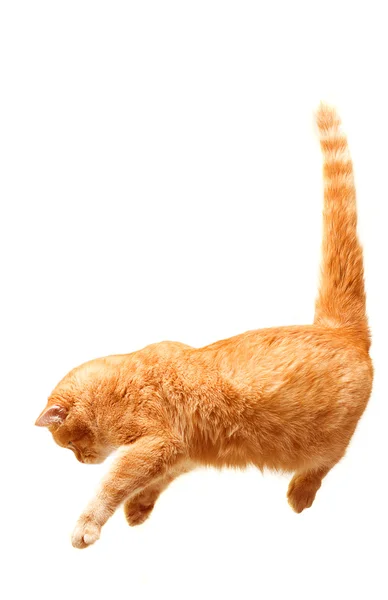 Verspielte Katze springt isoliert auf weißem Hintergrund — Stockfoto