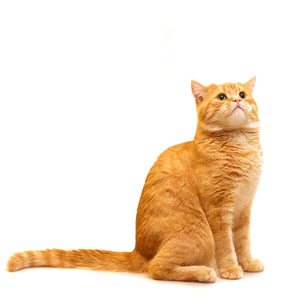 Red domestic cat looking up - isolated on white background — Stock Photo, Image