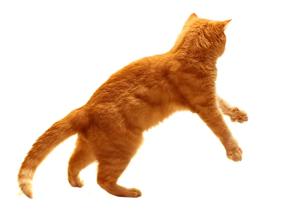 빨간 고양이 점프 흰색 절연 — 스톡 사진