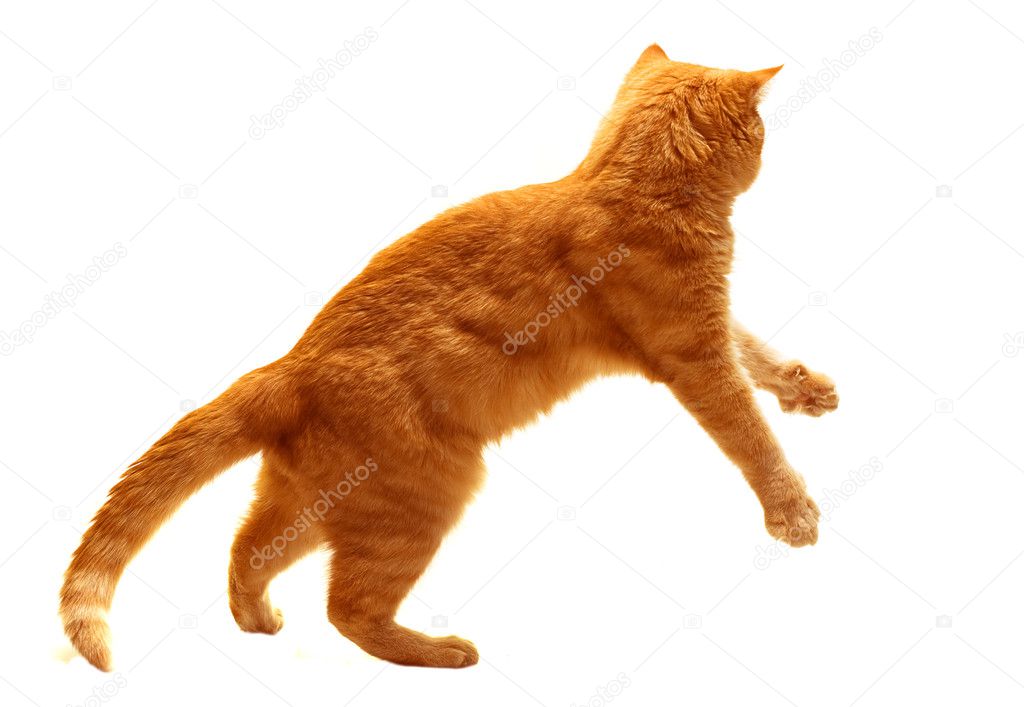 Red cat jumps isolated on white