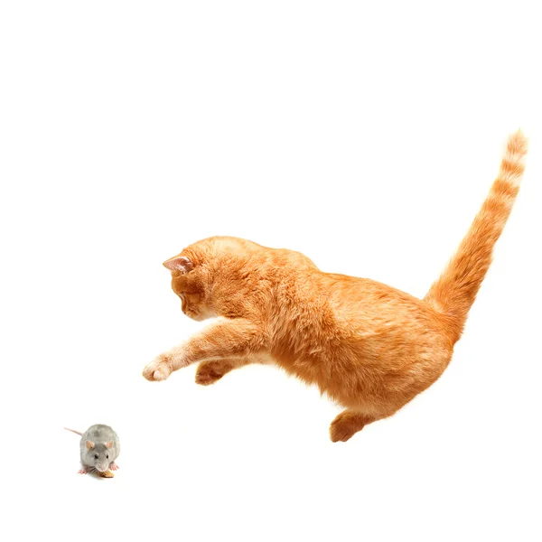 Gato brincalhão caça um rato - isolado no branco — Fotografia de Stock