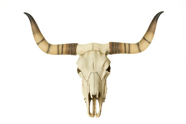 Goat Skull isolated on white — Stock Photo, Image