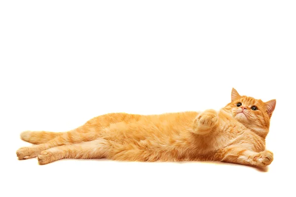 Домашний кот лежит изолированный на белом — стоковое фото